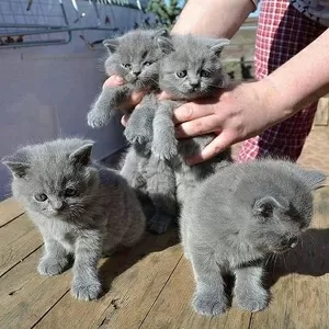 Ирис и британская короткошерстная