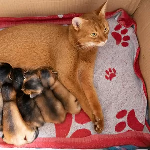 Абиссинские котята готовы к переезду