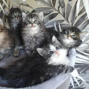 Котята лесной кошки в возрасте 11 недель