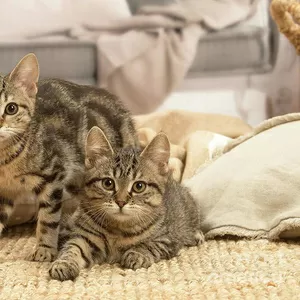 Европейские короткошерстные котята