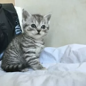 Котята Schotse vouwen