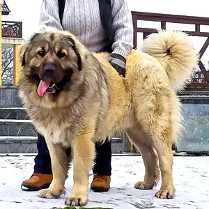 Цуценята кавказької вівчарки розплідник Star Escort 