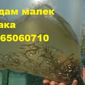 Продам мальок (зарибок) БІЛОГО ТОВСТОЛОБА,  КАРАСЯ,  СУДАКА т.0665060710