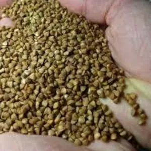 Посівний матеріал гречки | ТОВ Бінс Натурпродукт | Доставка по Україні