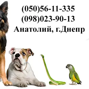Виклик ветеринара додому Дніпро,  Кастрація,  Стерилізація