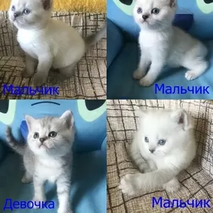 Шотландские котята в продаже