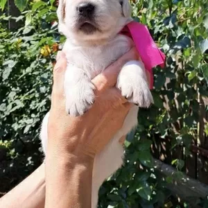 Золотистого ретрівера цуценята Ot Bahur 