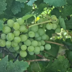 Продам виноград домашній