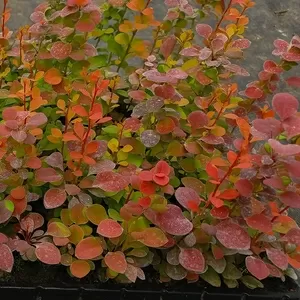 Вкорінені живці гортензій та барбарисів