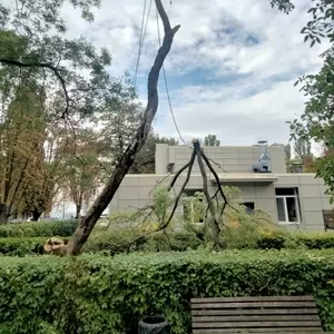  Спил дерева,  покос травы ,  расчистка участков вывоз мусора