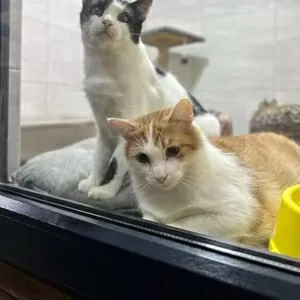 Ветклініка 