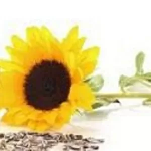 Скупка бакового остатка растительных масел.  