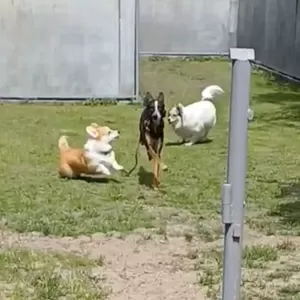 Затишна перетримка собак із великим досвідом