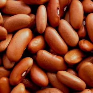 Квасоля сортова оптом від виробника 