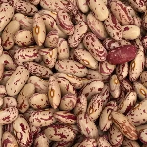   Продаж квасолі. Купити квасолю. Квасоля в наявності