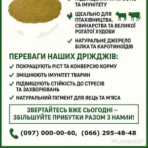 Кормові дріжджі – білково-вітамінна добавка від виробника по Україні та на експорт.
