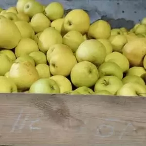 продам яблука гарні                                                   