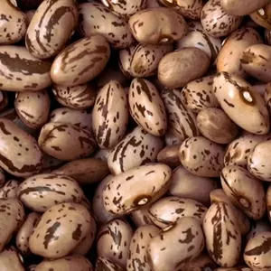 Сортова квасоля оптом. Доставка по Україні