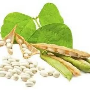 Насіння квасолі Неві Бінс,  Червона довга,  Пінто,  Червона Шапочка. 