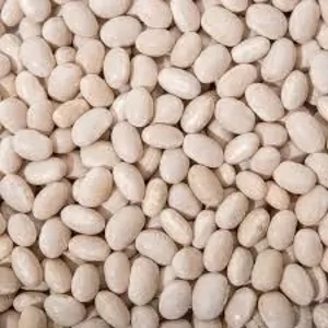 Продаємо насіння квасолі з гарантією викупу врожаю