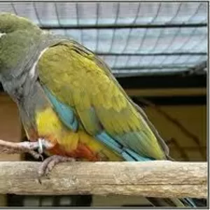 Патагонцы - ручные попугаи