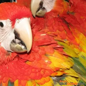 Ара - экстравагантный и неординарный попугай