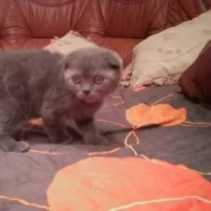 Котята шотландской вислоухой.