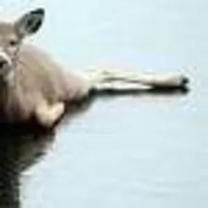 Средство для обуви против скольжения