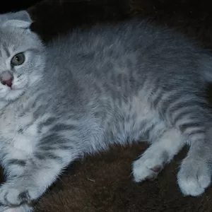 продам котят вислоухих  и страйтов доступно.