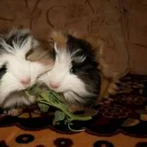 Продам морских свинок