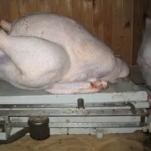 Индюк