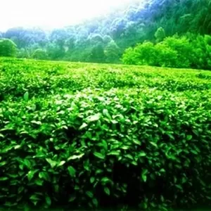Продаем чай,   зеленый чай,  черный чай,  красный чай