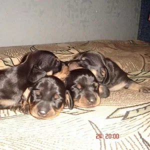                              Продам щенков таксы!