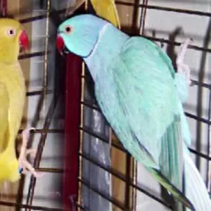 Ожереловые ручные попугаи
