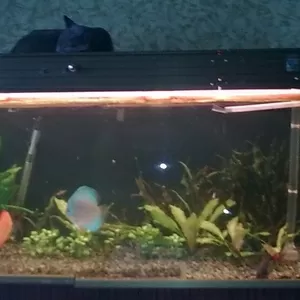Продам аквариум с рыбами и растениями