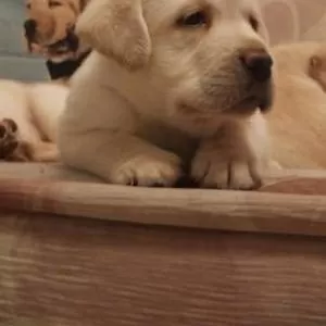 Щенки лабрадорчиков