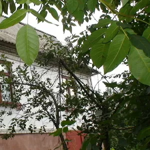 Продам Киевская обл. дом,  дача