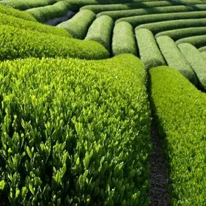 Зеленый чай,  черный чай,  купить китайский чай из первых рук