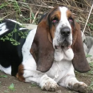 Бассет-хаунд для вязки