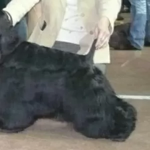 Щенок Американского кокер-спаниеля