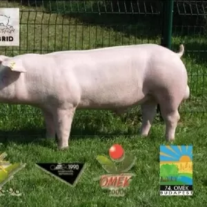 Кормовые препараты,  премиксы,  концентраты,  БВМД