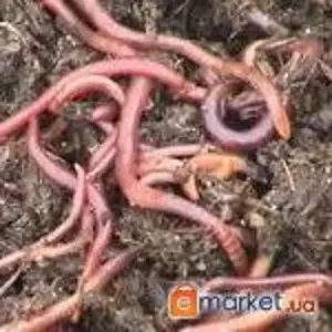 Красный калифорнийский червь