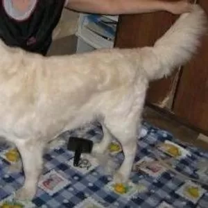 Стрижка собак. тримминг терьеров,  шнауцеров